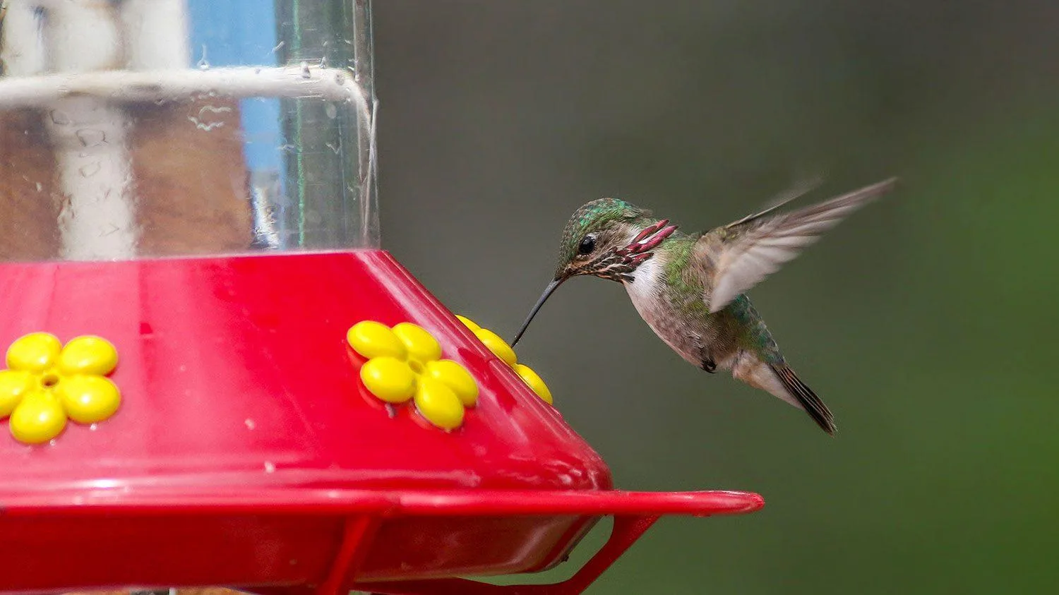 5768100283296172727 Hummingbirds - Valley Ace Hardware